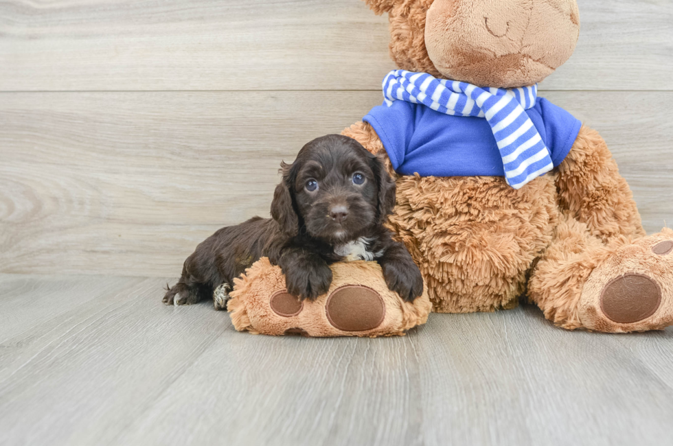 5 week old Cockapoo Puppy For Sale - Seaside Pups