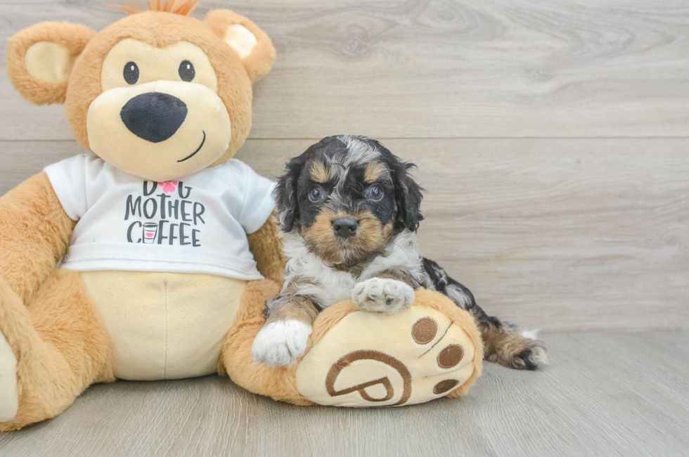 5 week old Cockapoo Puppy For Sale - Seaside Pups