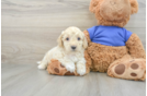 Happy Cockapoo Baby