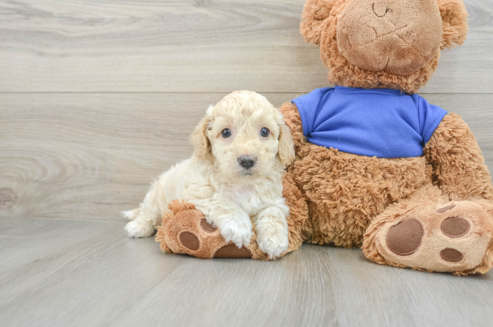 6 week old Cockapoo Puppy For Sale - Seaside Pups