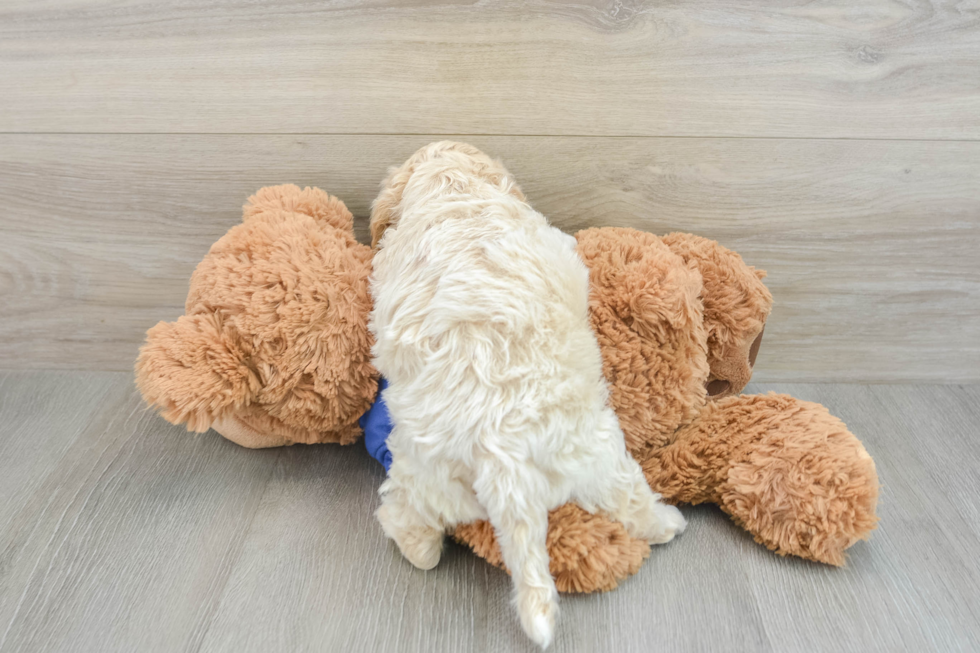 Smart Cockapoo Poodle Mix Pup