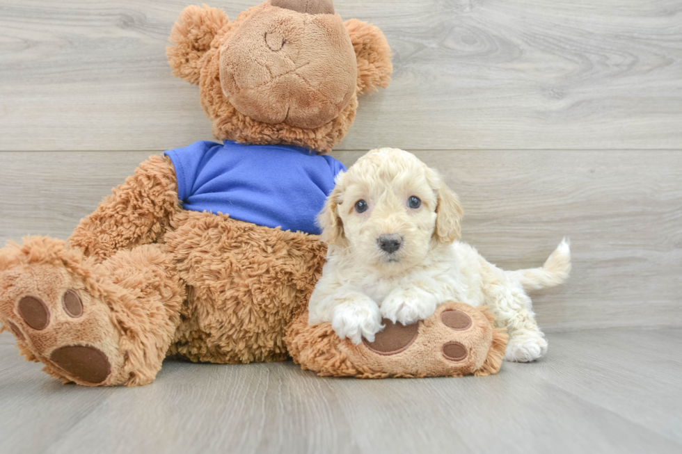 Fluffy Cockapoo Poodle Mix Pup