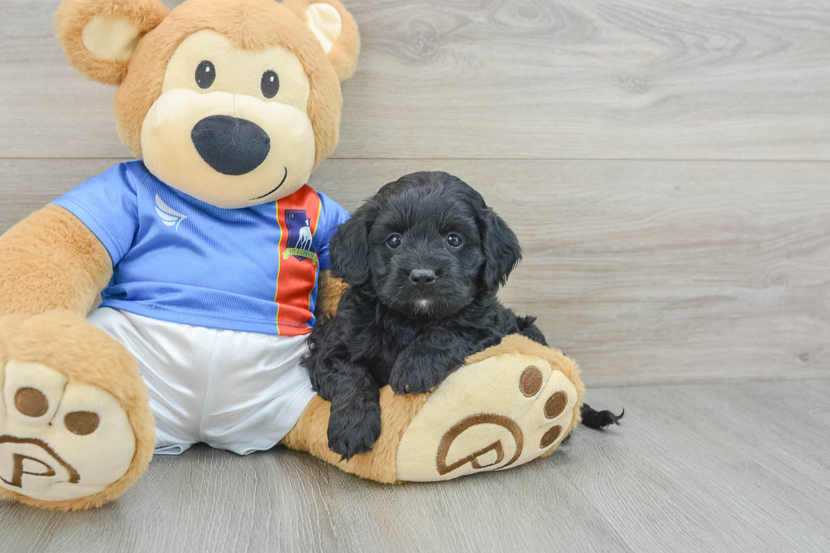 Best Cockapoo Baby