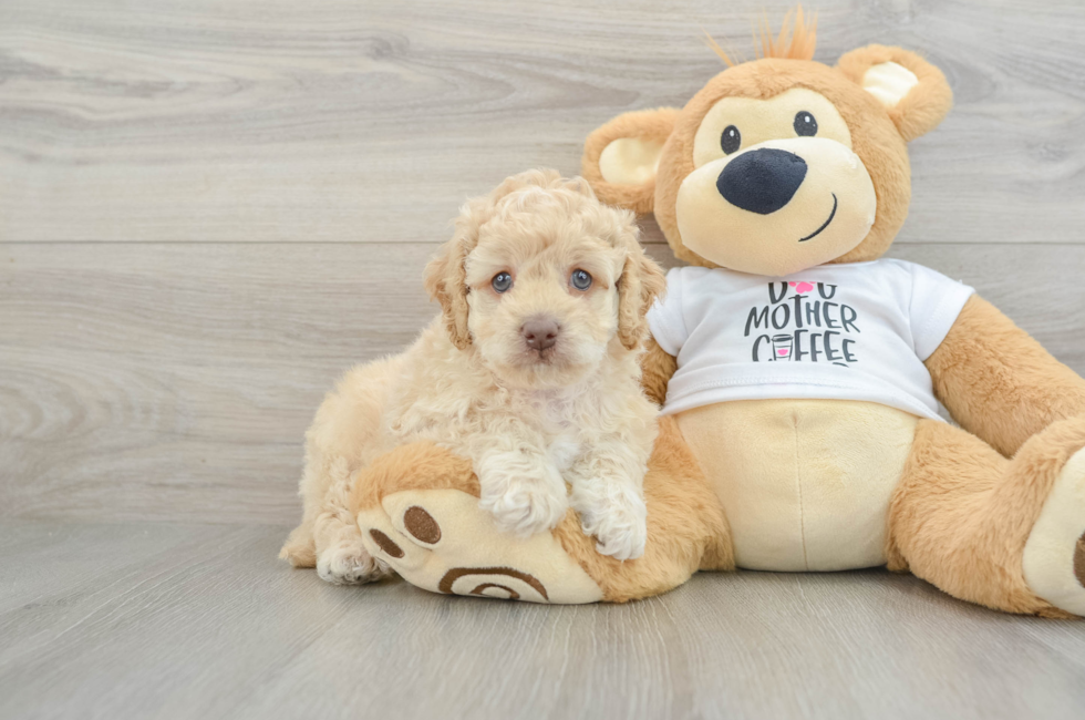 6 week old Cockapoo Puppy For Sale - Seaside Pups