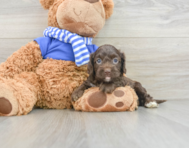 6 week old Cockapoo Puppy For Sale - Seaside Pups