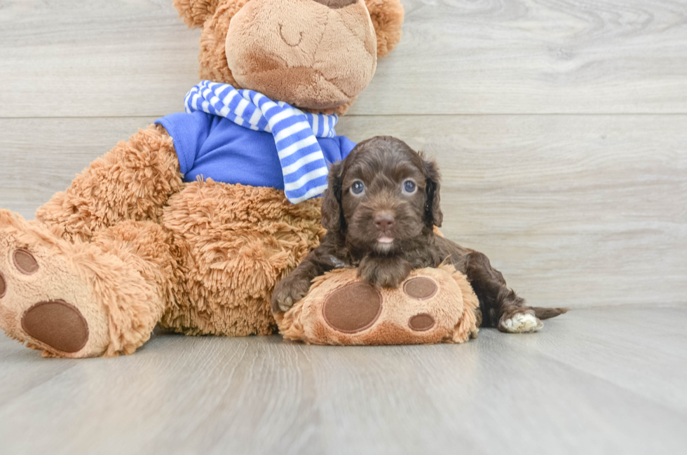 5 week old Cockapoo Puppy For Sale - Seaside Pups