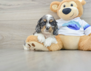 8 week old Cocker Spaniel Puppy For Sale - Seaside Pups