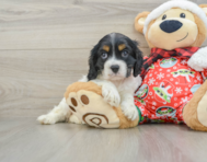 5 week old Cocker Spaniel Puppy For Sale - Seaside Pups