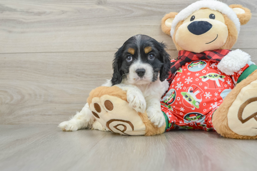 Cocker Spaniel Puppy for Adoption