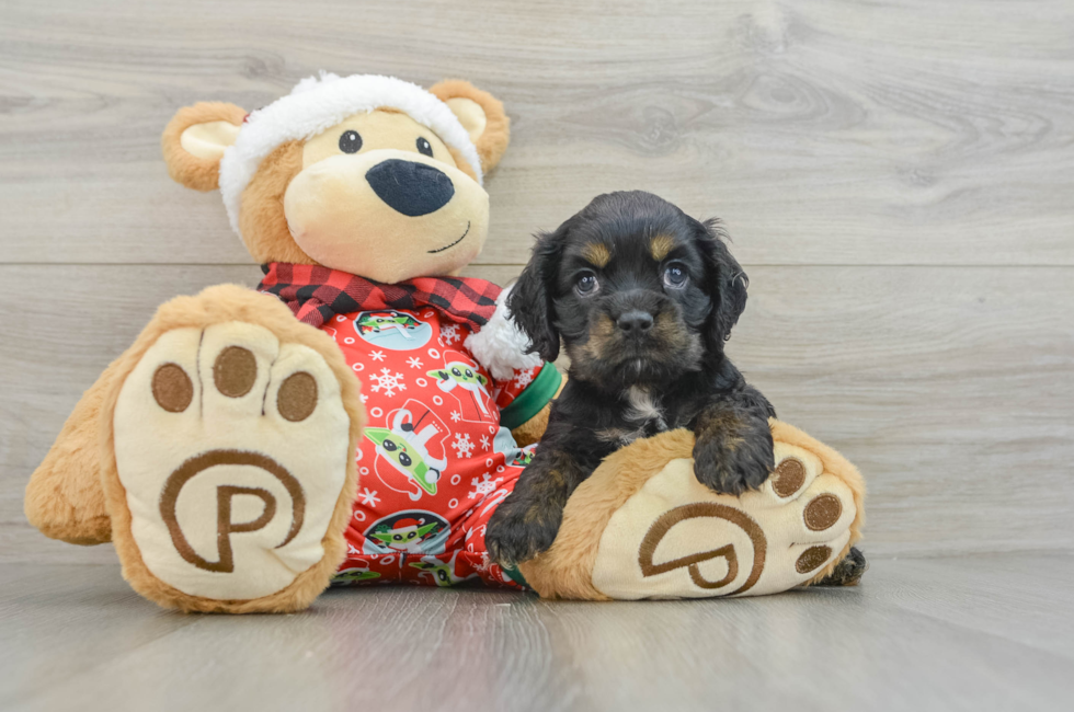 5 week old Cocker Spaniel Puppy For Sale - Seaside Pups