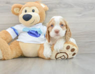 8 week old Cocker Spaniel Puppy For Sale - Seaside Pups