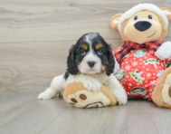 5 week old Cocker Spaniel Puppy For Sale - Seaside Pups