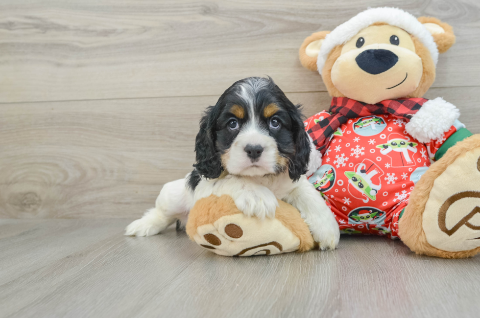 5 week old Cocker Spaniel Puppy For Sale - Seaside Pups