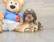 6 week old Cocker Spaniel Puppy For Sale - Seaside Pups