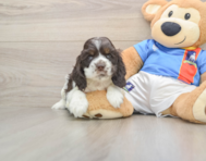 6 week old Cocker Spaniel Puppy For Sale - Seaside Pups