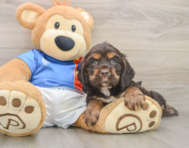 6 week old Cocker Spaniel Puppy For Sale - Seaside Pups