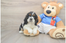 Cute Cocker Spaniel Purebred Puppy