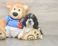 7 week old Cocker Spaniel Puppy For Sale - Seaside Pups