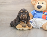 6 week old Cocker Spaniel Puppy For Sale - Seaside Pups