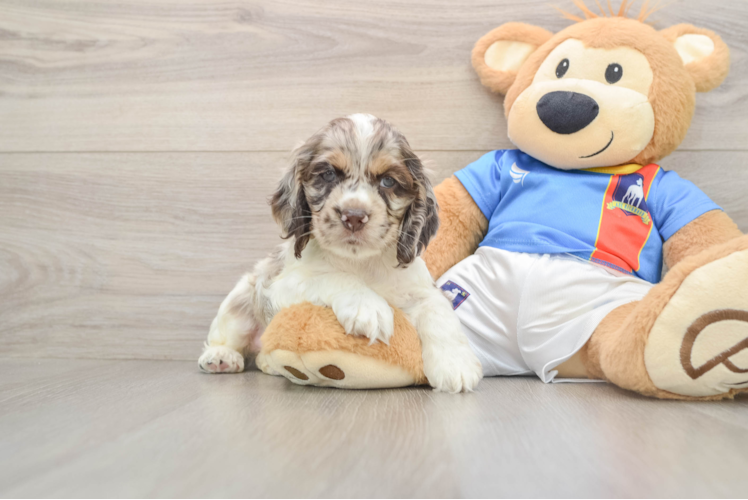 Cocker Spaniel Pup Being Cute