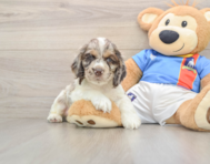 6 week old Cocker Spaniel Puppy For Sale - Seaside Pups