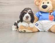 6 week old Cocker Spaniel Puppy For Sale - Seaside Pups