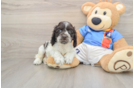 Cute Cocker Spaniel Baby