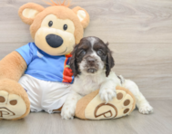 6 week old Cocker Spaniel Puppy For Sale - Seaside Pups