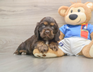 6 week old Cocker Spaniel Puppy For Sale - Seaside Pups