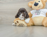 6 week old Cocker Spaniel Puppy For Sale - Seaside Pups