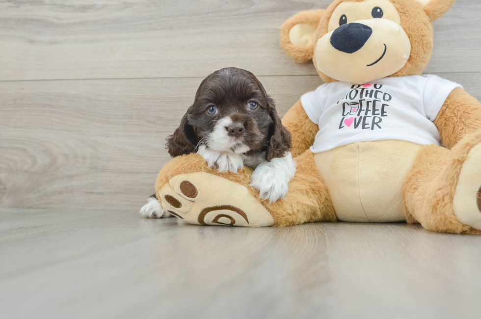 6 week old Cocker Spaniel Puppy For Sale - Seaside Pups