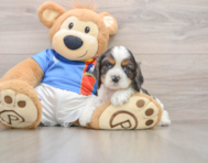 5 week old Cocker Spaniel Puppy For Sale - Seaside Pups