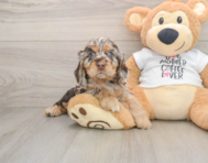 5 week old Cocker Spaniel Puppy For Sale - Seaside Pups