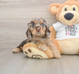 9 week old Cocker Spaniel Puppy For Sale - Seaside Pups