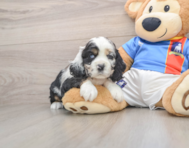 5 week old Cocker Spaniel Puppy For Sale - Seaside Pups