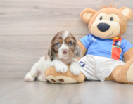 5 week old Cocker Spaniel Puppy For Sale - Seaside Pups