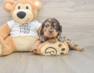 6 week old Cocker Spaniel Puppy For Sale - Seaside Pups