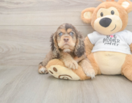 6 week old Cocker Spaniel Puppy For Sale - Seaside Pups