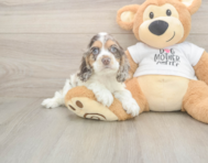 6 week old Cocker Spaniel Puppy For Sale - Seaside Pups