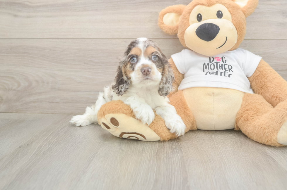 6 week old Cocker Spaniel Puppy For Sale - Seaside Pups