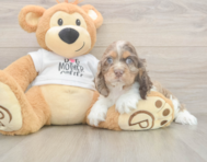 6 week old Cocker Spaniel Puppy For Sale - Seaside Pups