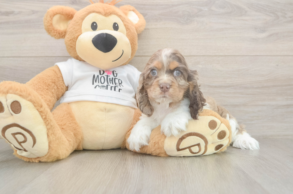 6 week old Cocker Spaniel Puppy For Sale - Seaside Pups