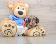 5 week old Cocker Spaniel Puppy For Sale - Seaside Pups