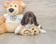 7 week old Cocker Spaniel Puppy For Sale - Seaside Pups