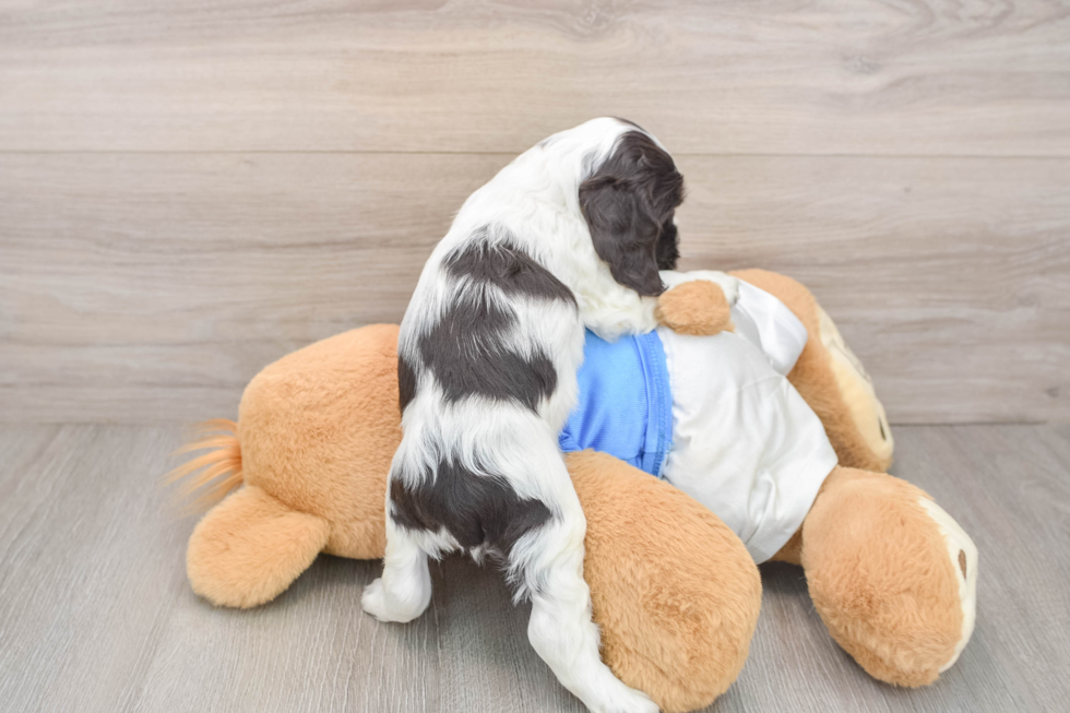 Cocker Spaniel Puppy for Adoption