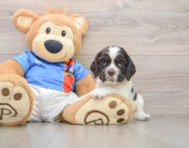 5 week old Cocker Spaniel Puppy For Sale - Seaside Pups