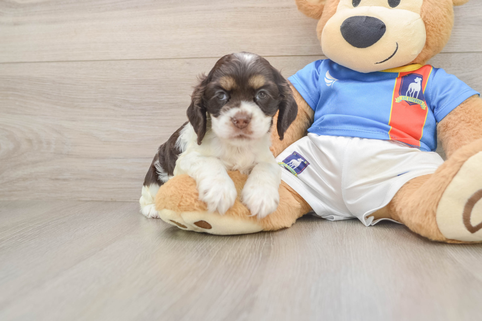 Best Cocker Spaniel Baby