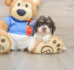 5 week old Cocker Spaniel Puppy For Sale - Seaside Pups