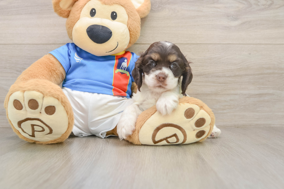 Cute Cocker Spaniel Baby