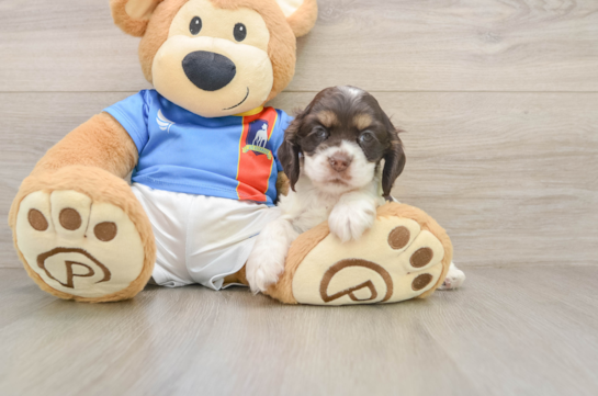 Cute Cocker Spaniel Baby